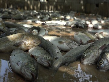بارش ها ۳۰ میلیاردتومان به مزارع پرورش ماهی کهگیلویه وبویراحمد خسارت زد