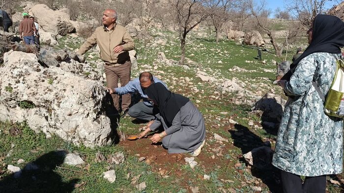  نهال کاری در ۱۰ هکتار از اراضی ملی دشتک دیل گچساران انجام شد