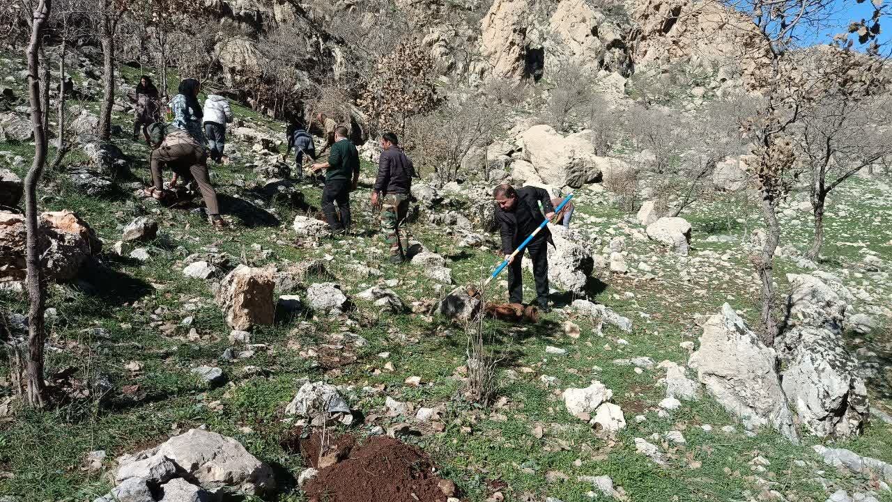  نهال کاری در ۱۰ هکتار از اراضی ملی دشتک دیل گچساران انجام شد