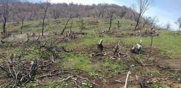 ۹۰ نفر برای حفاظت از جنگل‌های استان اردبیل سازماندهی شدند