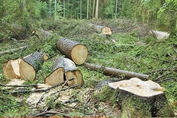 بحرانی شدن ۱۴ میلیون هکتار از اراضی کشور/وضعیت جنگل ها خوب نیست