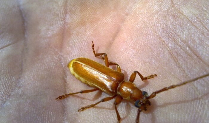 سوسک چوبخوار؛ خوره جان نخیلات بوشهر