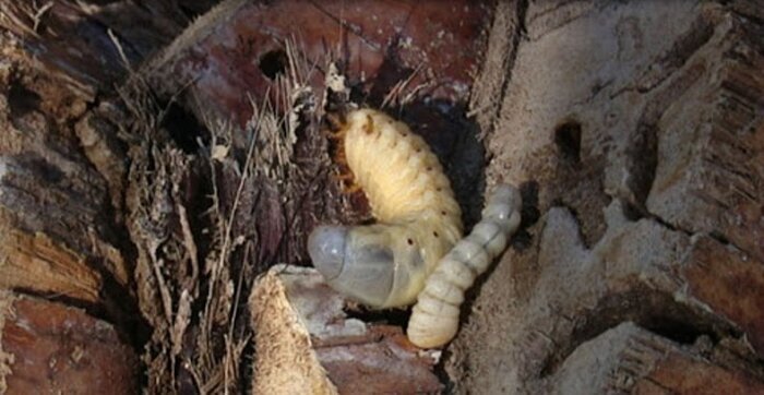 سوسک چوبخوار؛ خوره جان نخیلات بوشهر