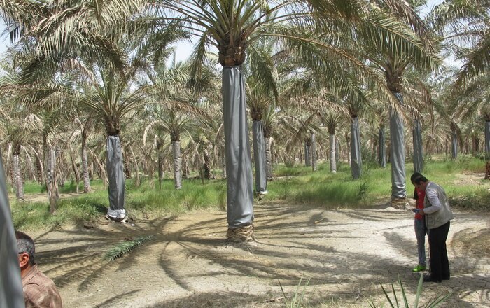 سوسک چوبخوار؛ خوره جان نخیلات بوشهر