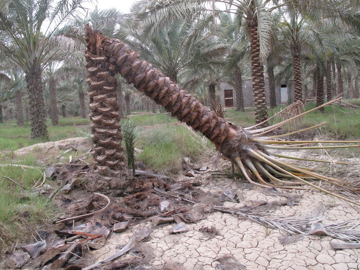 سوسک چوبخوار؛ خوره جان نخیلات بوشهر