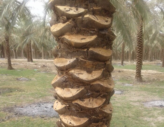 سوسک چوبخوار؛ خوره جان نخیلات بوشهر