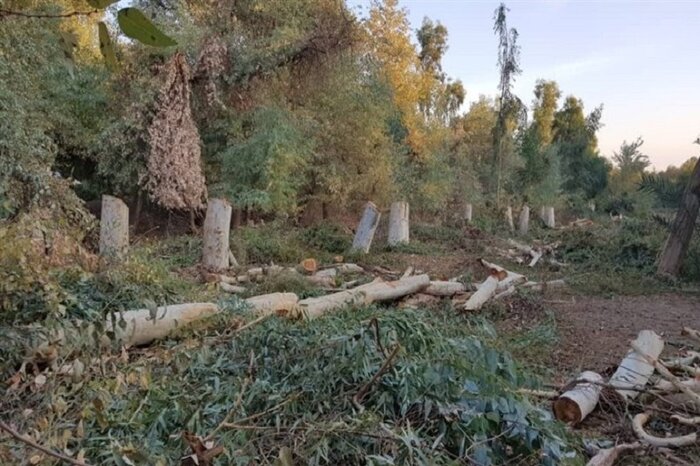 جنگل‌های استان اردبیل در معرض خطر