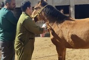 پایش بیماری مشمشه در مراکز پرورش اسب شهرستان بشرویه