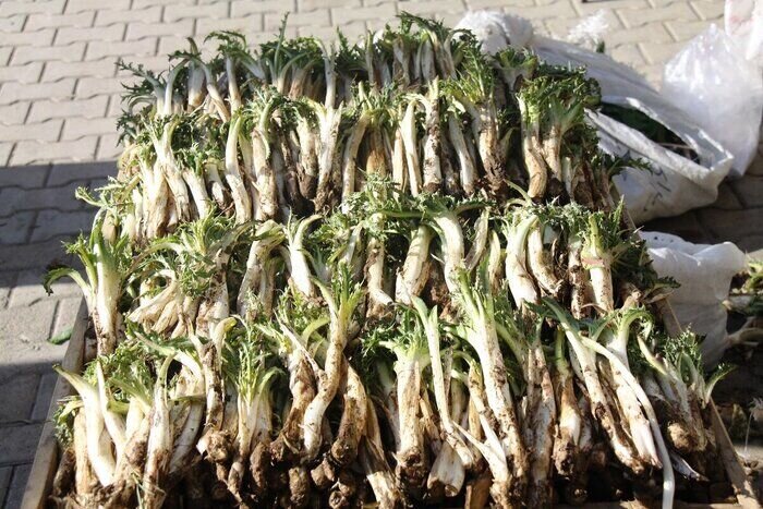 بوته کنی بی رحمانه گیاهان خوراکی تهدید جدی زیست محیطی در کهگیلویه و بویراحمد