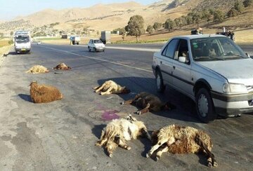 خودرو حمل سوخت‌ در بیرجند ۶۰ راس گوسفند را تلف کرد
