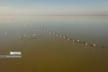 Iran : les flamants roses à Miankaleh