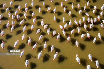 Iran : les flamants roses à Miankaleh