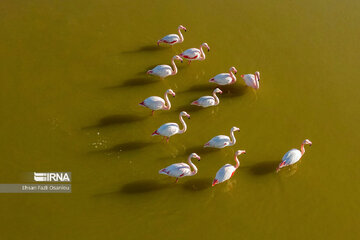 Iran : les flamants roses à Miankaleh