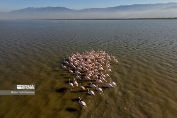 Iran : les flamants roses à Miankaleh