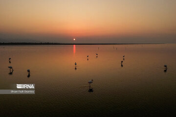 Iran : les flamants roses à Miankaleh