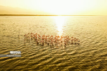 Iran : les flamants roses à Miankaleh