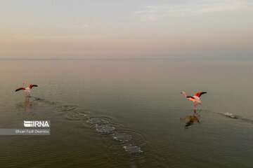 Iran : les flamants roses à Miankaleh