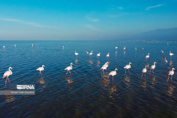 Iran : les flamants roses à Miankaleh