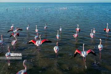 Iran : les flamants roses à Miankaleh