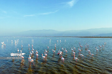 Iran : les flamants roses à Miankaleh