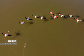 Iran : les flamants roses à Miankaleh