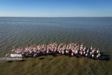 Iran : les flamants roses à Miankaleh