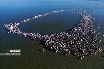 Iran : les flamants roses à Miankaleh