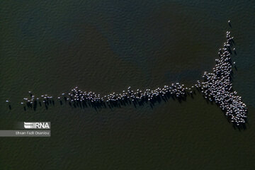 Iran : les flamants roses à Miankaleh