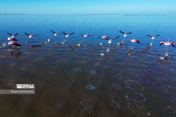 Iran : les flamants roses à Miankaleh