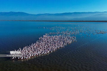 Iran : les flamants roses à Miankaleh