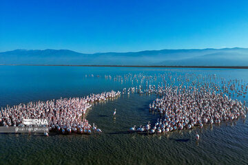 Iran : les flamants roses à Miankaleh