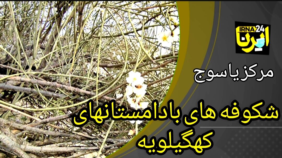 فیلم / شکوفه های بادامستان های کهگیلویه