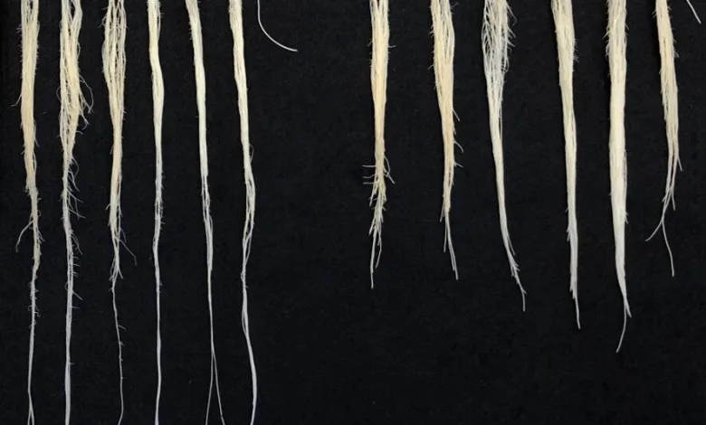 کشت ژن مقاوم در برابر خشکسالی در گندم