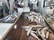 رونق صید و فروش ماهیان دریایی در مازندران با قیمت مناسب کفال 