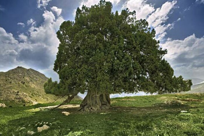 تولید ۴۱ میلیون اصله نهال بومی  در بزرگترین نهالستان کشور 