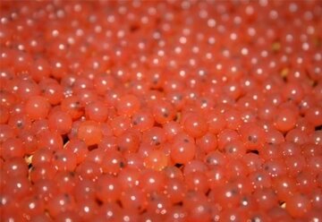 پنج میلیون قطعه تخم چشم‌زده ماهی قزل‌آلا در استان اردبیل تولید شد