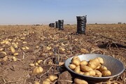 کشاورزان: بازار هوای سیب‌زمینی را ندارد