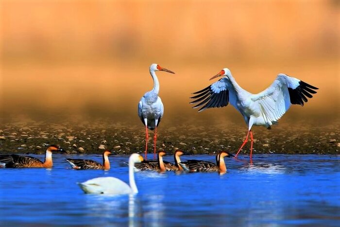 درنای بلژیکی در انتظار جابجایی/ رویا طاقت گرمای "اجاکله" را ندارد