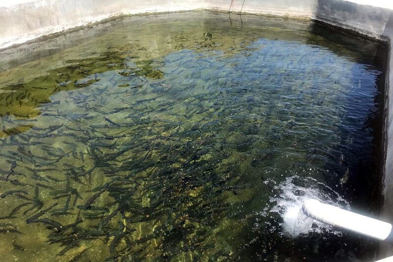 ۱۹ مزرعه پرورش ماهی در آستارا فعال است