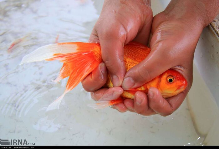 خرید و فروش غیرقانونی گونههای جانوری و گیاهی در روزهای پایانی سال ممنوع