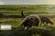 ۱.۶ میلیون هکتار از اراضی مرتعی آذربایجان غربی در اختیار عشایر است