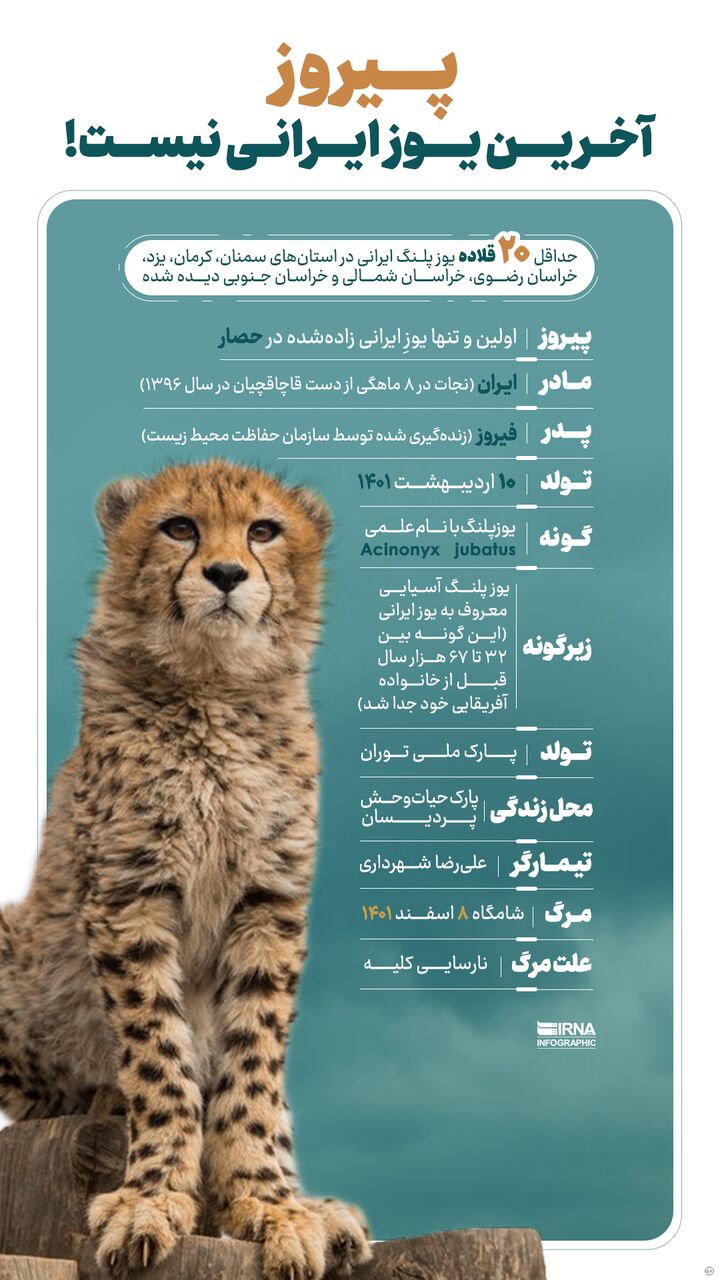 «پیروز» آخرین یوز ایرانی نیست! - ایرنا
