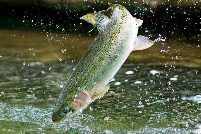 با سوغاتی استانهای مختلف ایران زمین آشنا شوید