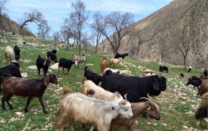 طراوات بهاری و شوق زندگی در مناطق عشایری شرق گچساران