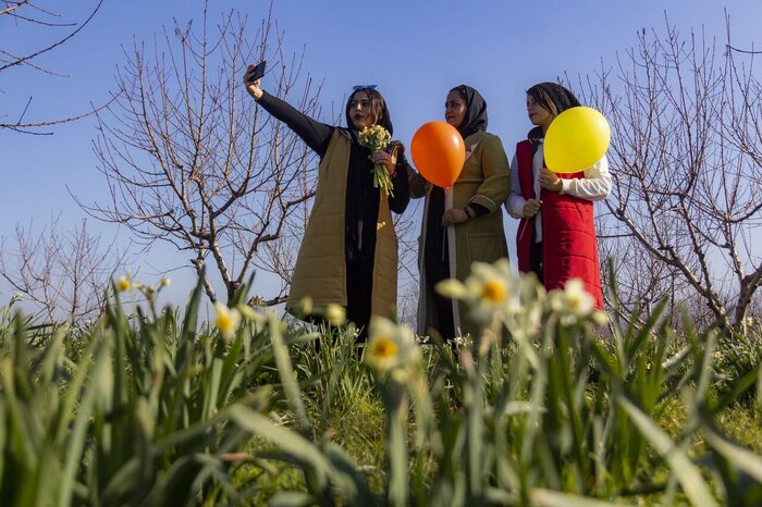 ایجاد بزرگترین باغ گل نرگس ایران با «تصمیم کبری»