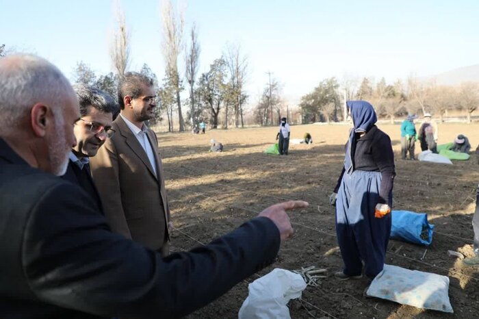 استاندار: ۱۲ میلیون اصله نهال در کردستان کاشت می‌شود