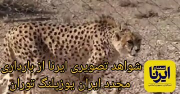فیلم | شواهدی از بارداری یوزپلنگ «ایران»