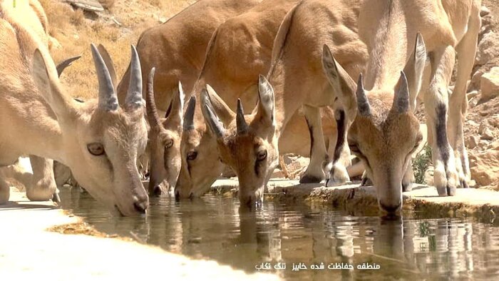 کودکان روستای قیام در کهگیلویه و بویراحمد مهربانی با حیات وحش را مشق کردند