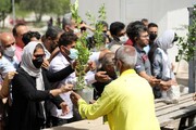 درختکاری؛ راهبردی برای احیای بازمانده‌های سبز تاریخ در مازندران
