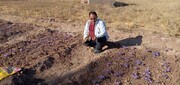 عضو پژوهشکده زعفران: کشت سنتی طلای سرخ درآمد چندانی برای کشاورزان ندارد
